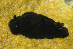 Dendrodoris krebsii image