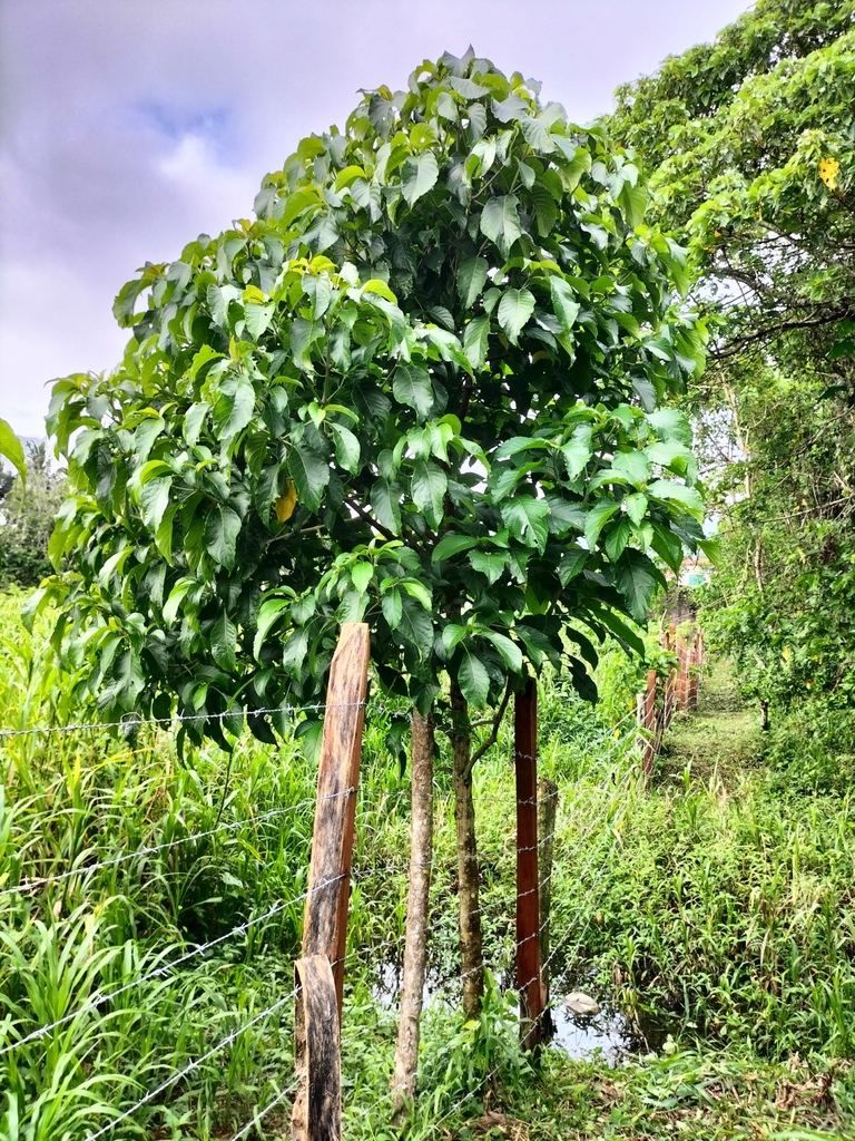 Bravaisia integerrima from 29520, El Aserradero, 29520 Pichucalco, Chis