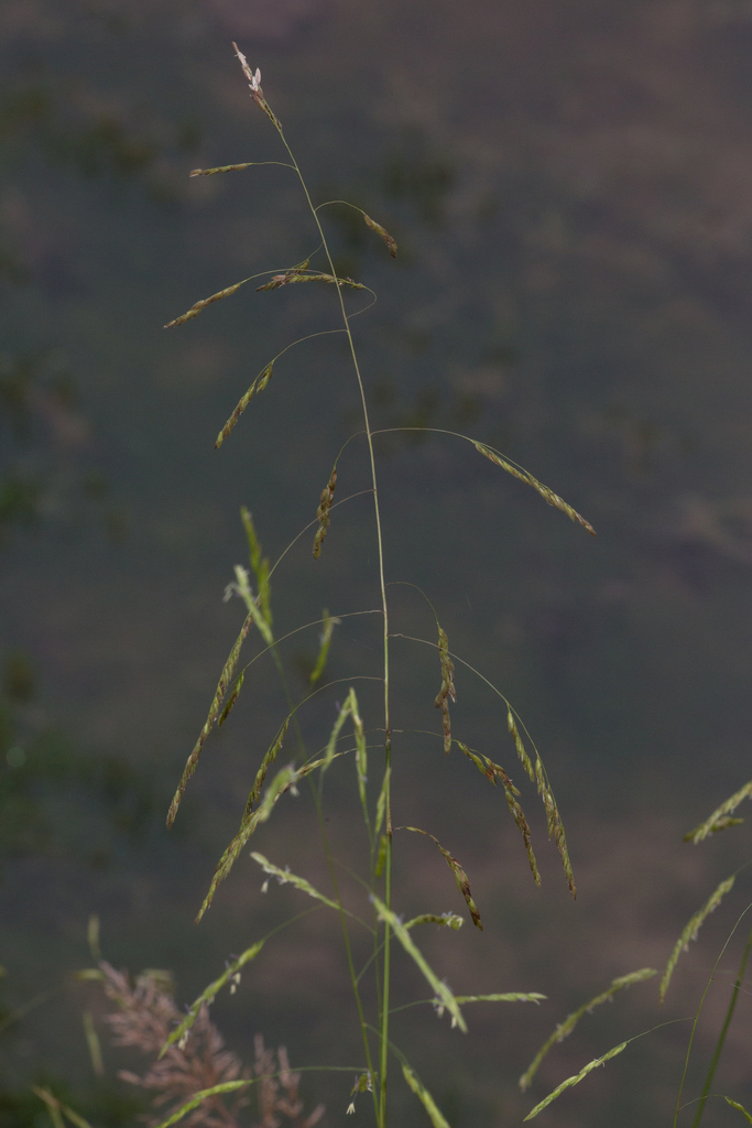 rice cutgrass from Dawson Beach Rd, Woodbridge, VA 22191, USA on September 29, 2023 at 1133 AM