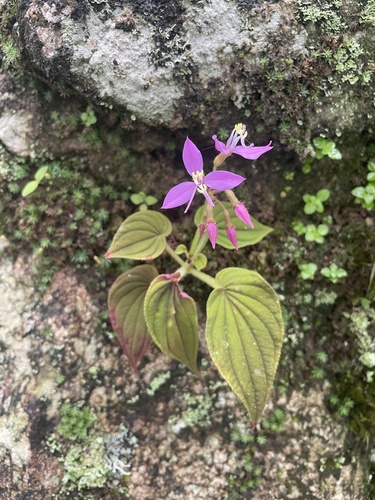 Sonerila plagiocardia