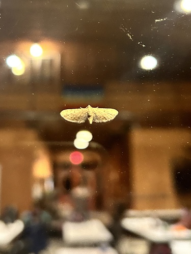 iNaturalist observation photo of Pug Moths