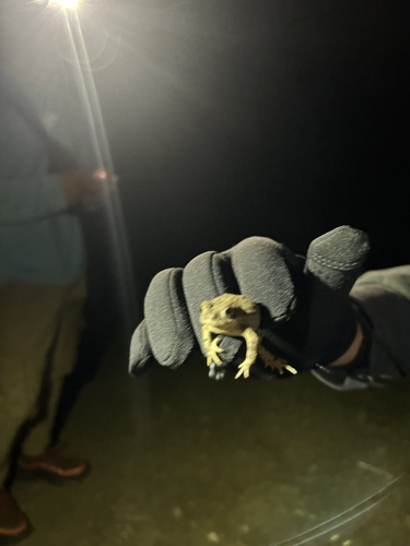 iNaturalist observation photo of Western Toad