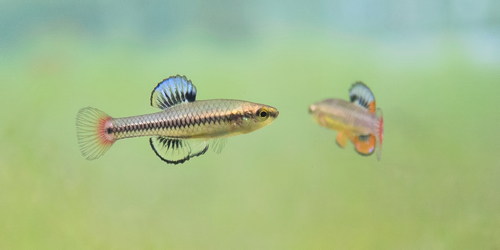 Lucania goodei Jordan, 1880
