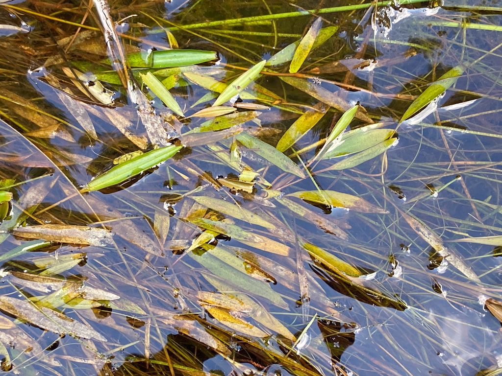 diverse-leaved pondweed from Washington, NJ, USA on September 20, 2023 ...