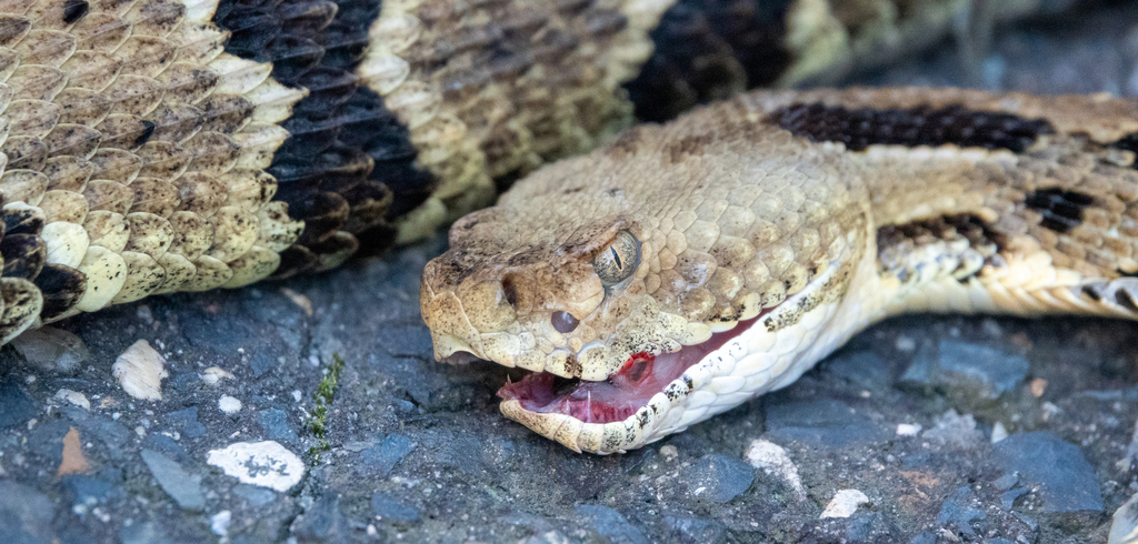 Timber Rattlesnake In September 2023 By Steven Daniel. Sad - Roadkill 