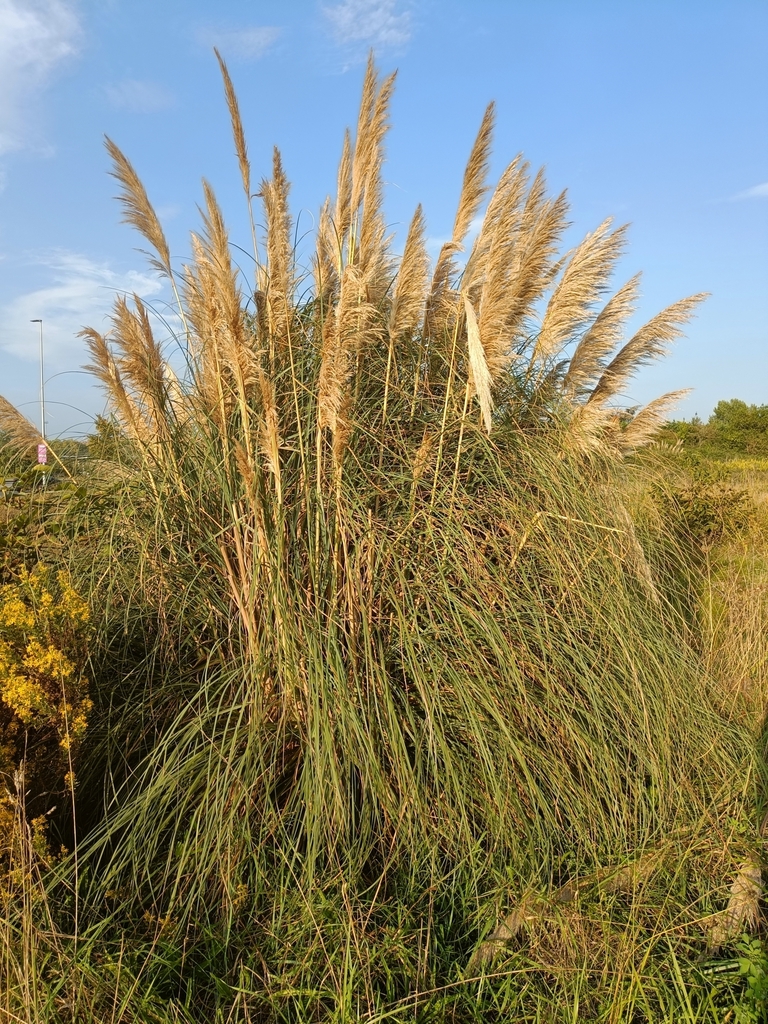 팜파스그래스 from 33204 Gijón, Asturias, España on 2023년... Zuzana Ferencova · iNaturalist 팜파스그래스 (Cortaderia selloana)