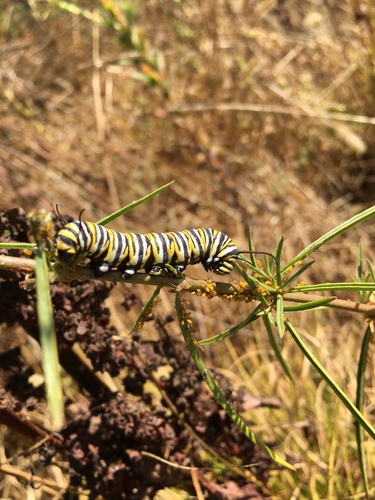 iNaturalist observation photo of Monarch