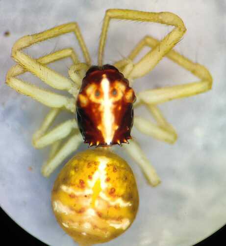 Acentroscelus granulosus
