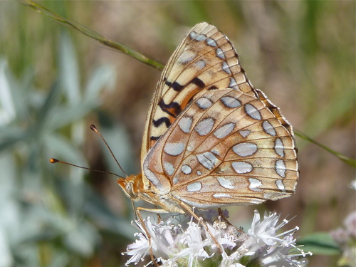 Coronis Fritillary