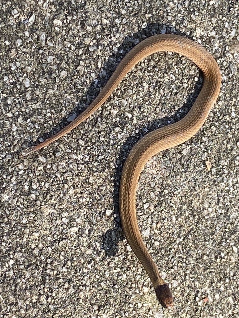 Red-bellied Snake From Springwood Dr, North Augusta, Sc, Us On October 