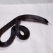 Dary's Burrowing Snake - Photo (c) Fernando del cid, all rights reserved, uploaded by Fernando del cid