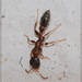 Pseudomyrmex termitarius - Photo (c) RAP, all rights reserved, uploaded by RAP