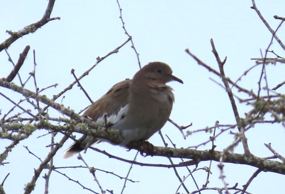 Whitewinged Dove from Dick Kleberg Park, Kingsville, TX, US on October