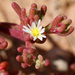 Mesembryanthemum - Photo (c) Fero Bednar, כל הזכויות שמורות, הועלה על ידי Fero Bednar