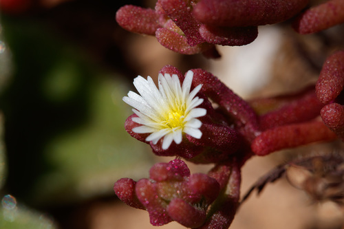 Slender Iceplant