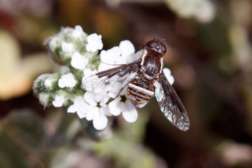 Exhyalanthrax simonae