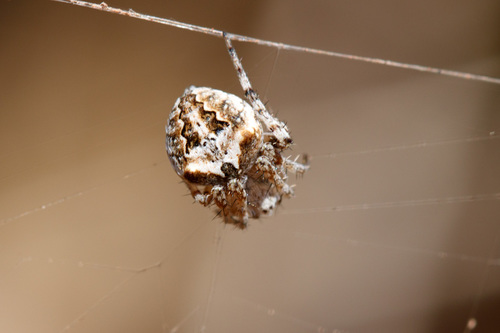 Common Hairy Field Spider