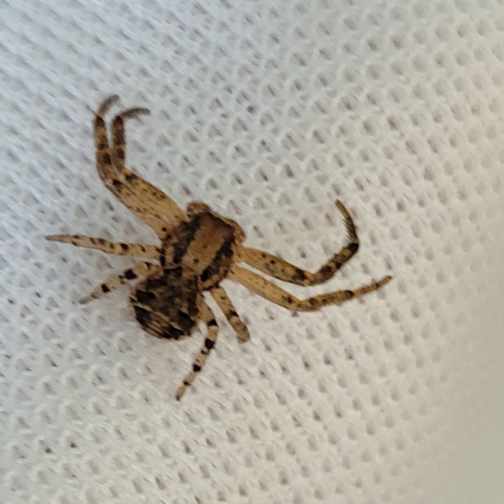 Thomisinae from Midlothian, VA 23113, USA on October 1, 2023 at 1144