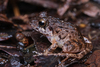 Papua Wrinkled Ground Frog - Photo (c) Susan Myers, all rights reserved, uploaded by Susan Myers
