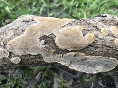 Junghuhnia nitida image