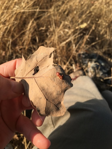 iNaturalist observation photo of Disc Gall Wasp