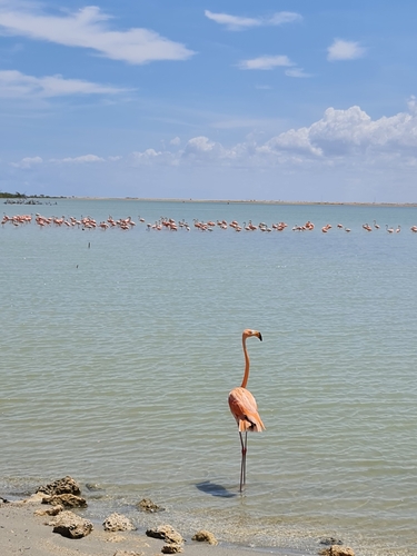 American Flamingo