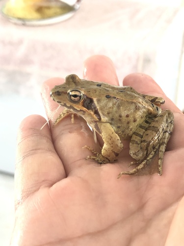 Dybowski's Frog