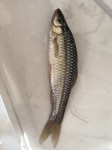 Topmouth Gudgeon