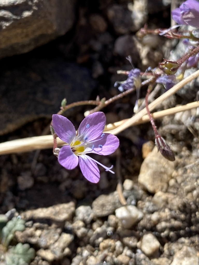Giliga Tree pine gilia in September 2023 by Patrick Dyer · iNaturalist