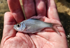 Hawaiian flagtail