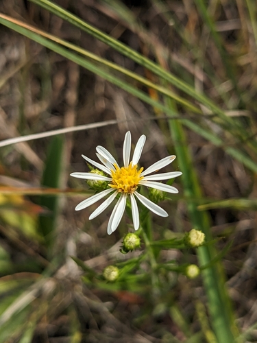 Symphyotrichum parviceps