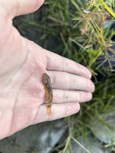 Astroblepus marmoratus