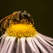 Halictus leucaheneus - Photo (c) skightv, all rights reserved