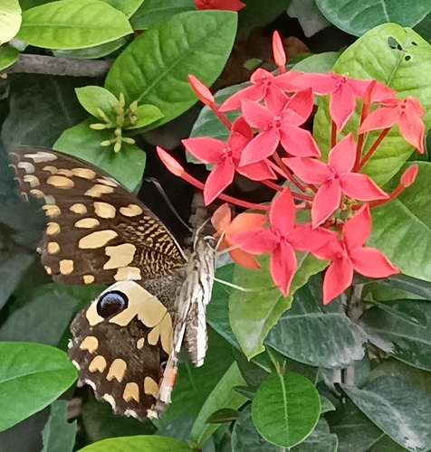 Lime Swallowtail