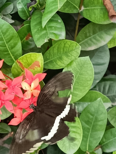 Common Mormon Swallowtail