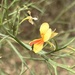 Jacksonia sternbergiana - Photo 由 OzGadabout 所上傳的 (c) OzGadabout，保留所有權利