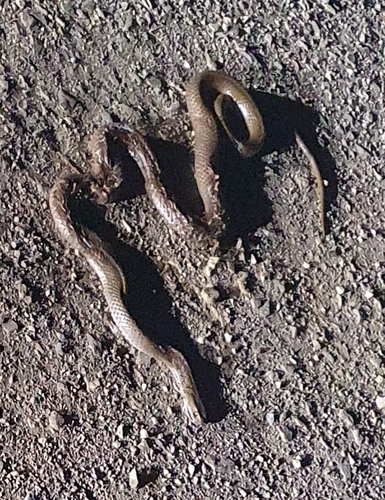 Eastern Brown Snake sighting