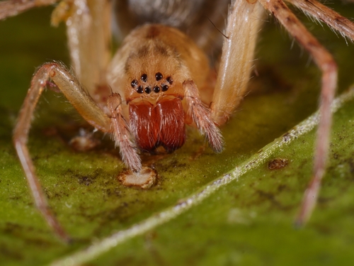 Miškinis Gležnavoris nuotrauka