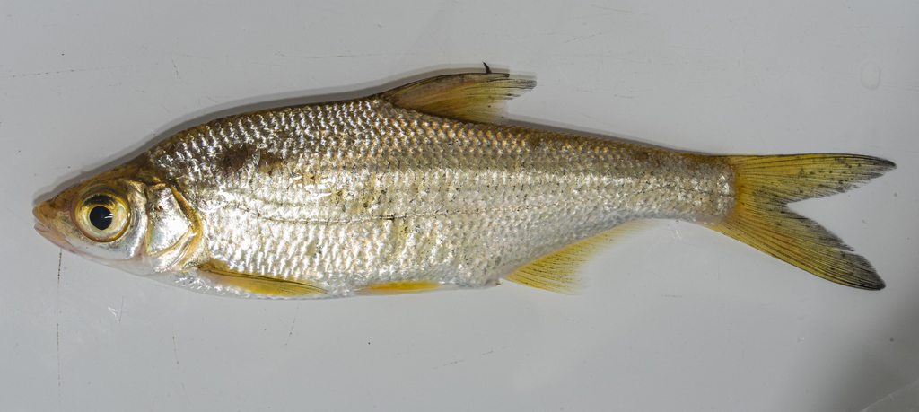 Sinibrama wui from 中国浙江省杭州市建德市 on October 3, 2023 at 0729 AM by