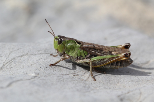 Club-legged Grasshopper