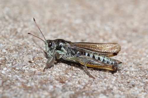 Club-legged Grasshopper