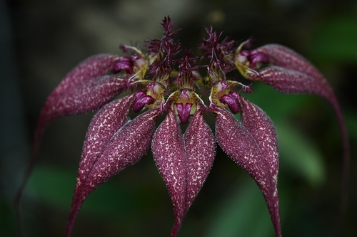 Rothschild's Bulbophyllum