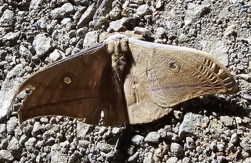 Japanese Silk Moth