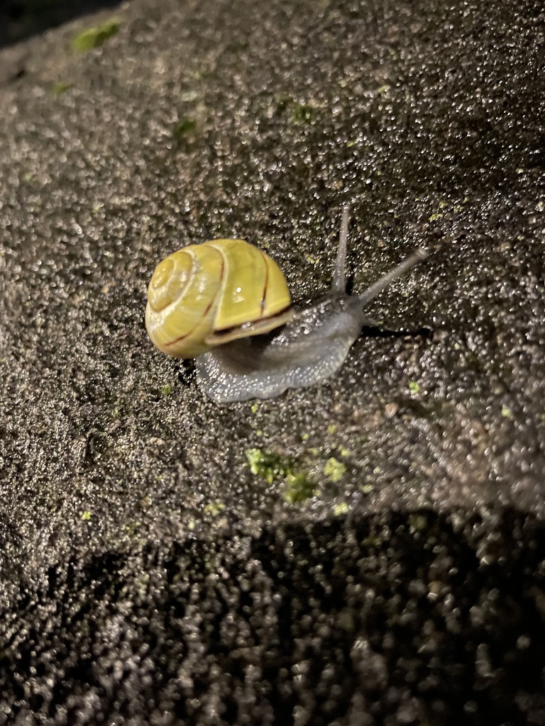Brownlipped Snail from Abingdon Road, Oxford, England, GB on October 2