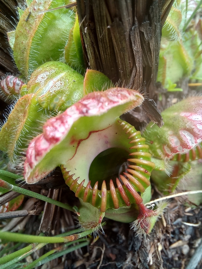 Albany pitcher plants (Genus Cephalotus) · iNaturalist
