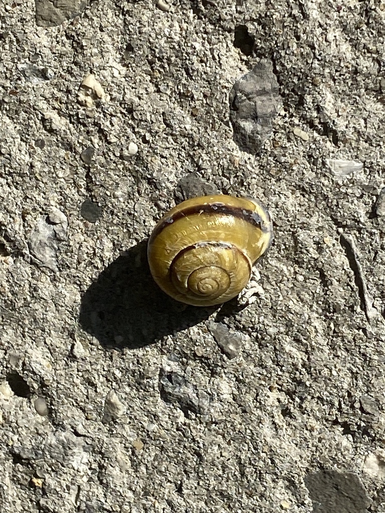 Brownlipped Snail from Queens College, New York, NY, US on October 3