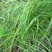 Smooth-sheathed Sedge - Photo (c) philjrenner, all rights reserved, uploaded by philjrenner