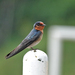 Pacific Swallow - Photo (c) Carol Kwok, all rights reserved, uploaded by Carol Kwok