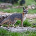 Gray Fox - Photo (c) Mike Zarella, all rights reserved, uploaded by Mike Zarella