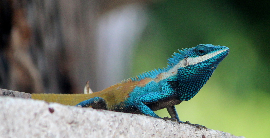 Where do blue-crested lizards live?